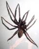Segestria florentina